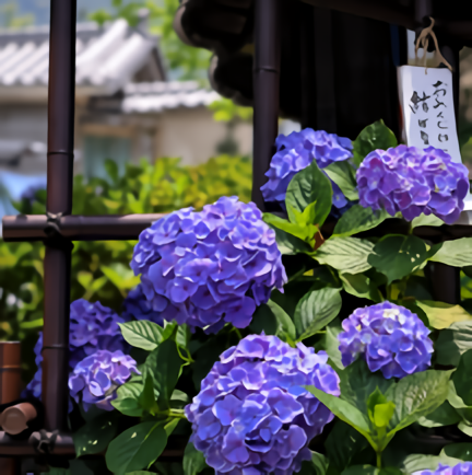 紫陽花 Hydrangeas