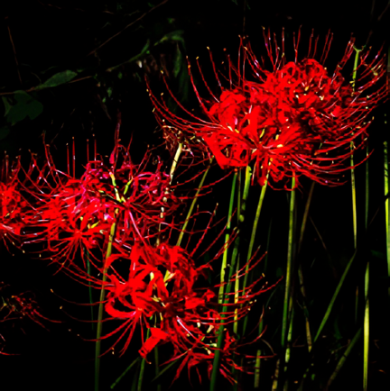 彼岸花 Red spider lilies 秋のお彼岸の頃に咲く鮮やかな花